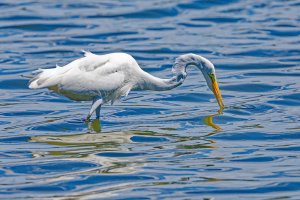 Great Egret Fishing.jpg