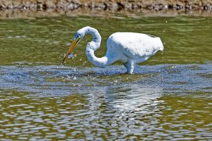 Great Egret Lunch.jpg