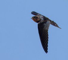 309A6024-DxO_Juvenile_Barn_swallow_flying-ls-sm-gigapixel-low_res-scale-2_00x.jpg