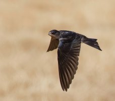 309A6232-DxO_juvenile_barn_swallow_flying-ls-sm--2_00x.jpg