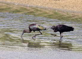 309A6555-DxO_two_Glossy_Ibis.jpg