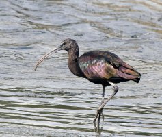 309A6571-DxO_Glossy_Ibis_2.jpg