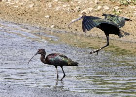 309A6582-DxO_Glossy_Ibis_One_flying_one_looking-ls-shm_small.jpg