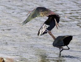 309A6598-DxO_Glossy_Ibis_One_flying_one_looking-ls-shm_small.jpg