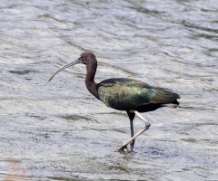 309A6611-DxO_Glossy_Ibis_1.jpg
