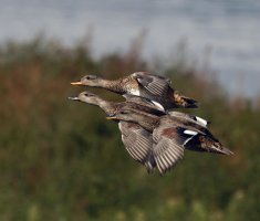 309A6318-DxO_gadwall_ducks_flying.jpg