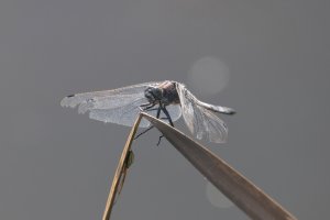 20220820 1118 54 Nederland Bunschoten-Spakenburg - Canon EOS R5 - RF100-500mm F4.5-7.1 L IS U...jpeg