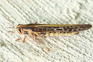 A handsome grasshopper 3726.JPG