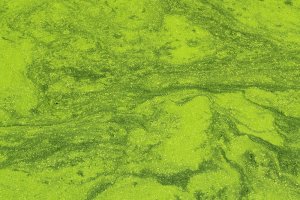 Duckweed Patterns.jpg