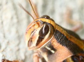 A handsome grasshopper 3731.JPG