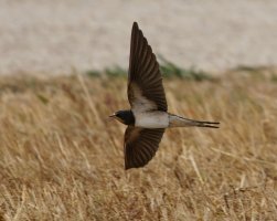 3R3A8656-DxO_Barn_swallow_flying-_against_grass-ls-sh-Motion.jpg 3R3A8656-DxO_Barn_swallow_flying-_against_grass-ls-sh-Motion.jpg
