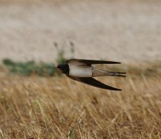 3R3A8658-DxO_Barn_swallow_flying-_against_grass-lsm.jpg 3R3A8658-DxO_Barn_swallow_flying-_against_grass-lsm.jpg
