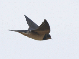 Barnswallow_flying.gif Barnswallow_flying.gif