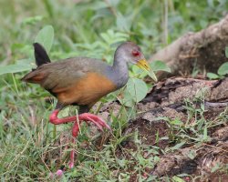 IMG_9793_Grey_necked_Woodrail-sh-Motion.jpg IMG_9793_Grey_necked_Woodrail-sh-Motion.jpg