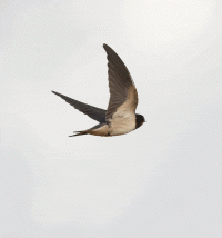 Barnswallow_Flying.gif