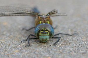 20220823 1930 26 Nederland Amersfoort - Canon EOS M6 Mark II - EF-S60mm f-2.8 Macro USM at 60...jpeg