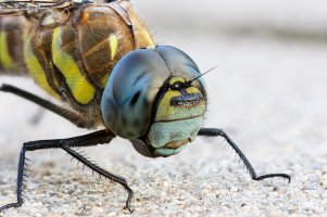 20220823 1942 18 Nederland Amersfoort - Canon EOS M6 Mark II - EF-S60mm f-2.8 Macro USM at 60...jpeg