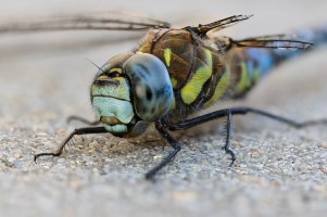 20220823 1949 39 Nederland Amersfoort - Canon EOS M6 Mark II - EF-S60mm f-2.8 Macro USM at 60...jpeg