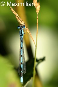 common_bluet_2022_03.JPG
