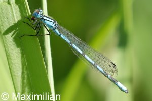 common_bluet_2022_04.JPG