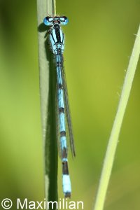 common_bluet_2022_05.JPG
