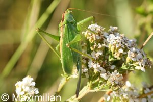 bush_cricket_2022_01.JPG