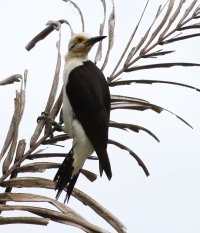 IMG_0266-White_Woodpecker_sh-M.jpg