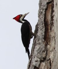 IMG_0299_Crimson_Crested_Woodpecker-2_00x-sh-M.jpg