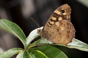 20220824 1559 38 Nederland Amersfoort - Canon EOS R5 - RF100mm F2.8 L MACRO IS USM at 100 mm ...jpeg