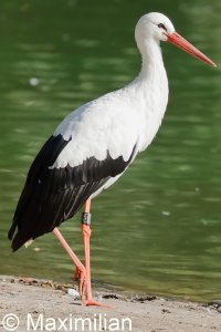 white_stork_2022_01.JPG