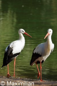 white_stork_2022_02.JPG