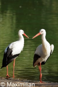 white_stork_2022_03.JPG