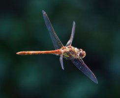 3R3A8963-DxO_Common_darter_dragonfly_flying-ls-sh_small.jpg