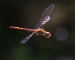 3R3A9024-DxO_Common_darter_dragonfly_flying-ls-sh-Motion_crop.jpg