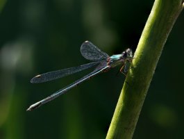 Emerald_Dragonfly_on_stem.jpg