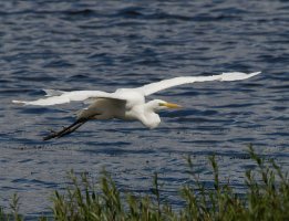 309A7424-DxO_Great_Egret_1-ls-shm.jpg