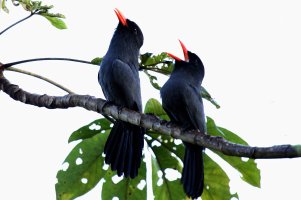 IMG_0774_Black_fronted_Nun_birds-sh-S.jpg