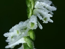 Slender Ladies' Tresses (Spiranthes tuberosa var. gracilis) Turner Road 3810 resized.JPG