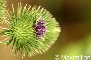 thistle_2022_02.JPG