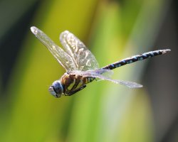 309A8023-DxO_Migrant_Hawker_Dragonfly_flying-lssm.jpg