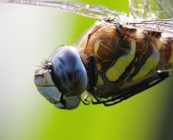 309A8044-DxO_Migrant_Hawker_Dragonfly_flying-lssm_cropped_face.jpg