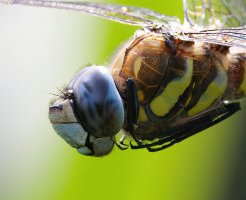 309A8044-DxO_Migrant_Hawker_Dragonfly_flying-lssm_cropped_face.jpg