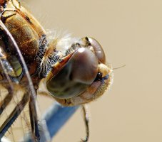 309A7968-DxO_Common_darter_Dragonfly_eye-ls-shm.jpg