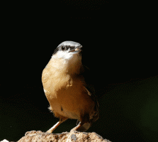 Nuthatch_Juggling_seed.gif