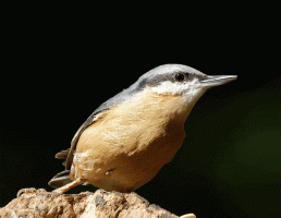 Nuthatch_Swallowing seed.gif