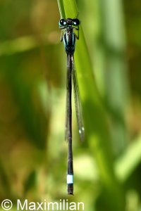 bluetail_2022_02.JPG