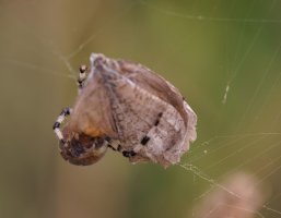 309A8121-DxO_Orbweaving_spider+gatekeeper_butterfly-ls-shm.jpg