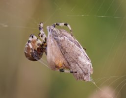 309A8126-DxO_Orbweaving_spider+gatekeeper_butterfly-ls-shm.jpg