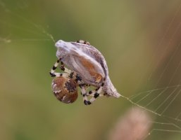 309A8150-DxO_Orbweaving_spider+gatekeeper_butterfly-ls-shm.jpg 309A8150-DxO_Orbweaving_spider+gatekeeper_butterfly-ls-shm.jpg