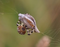 309A8150-DxO_Orbweaving_spider+gatekeeper_butterfly-ls-shm.jpg